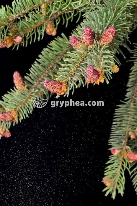 Epicea émission pollen - gryphea.com